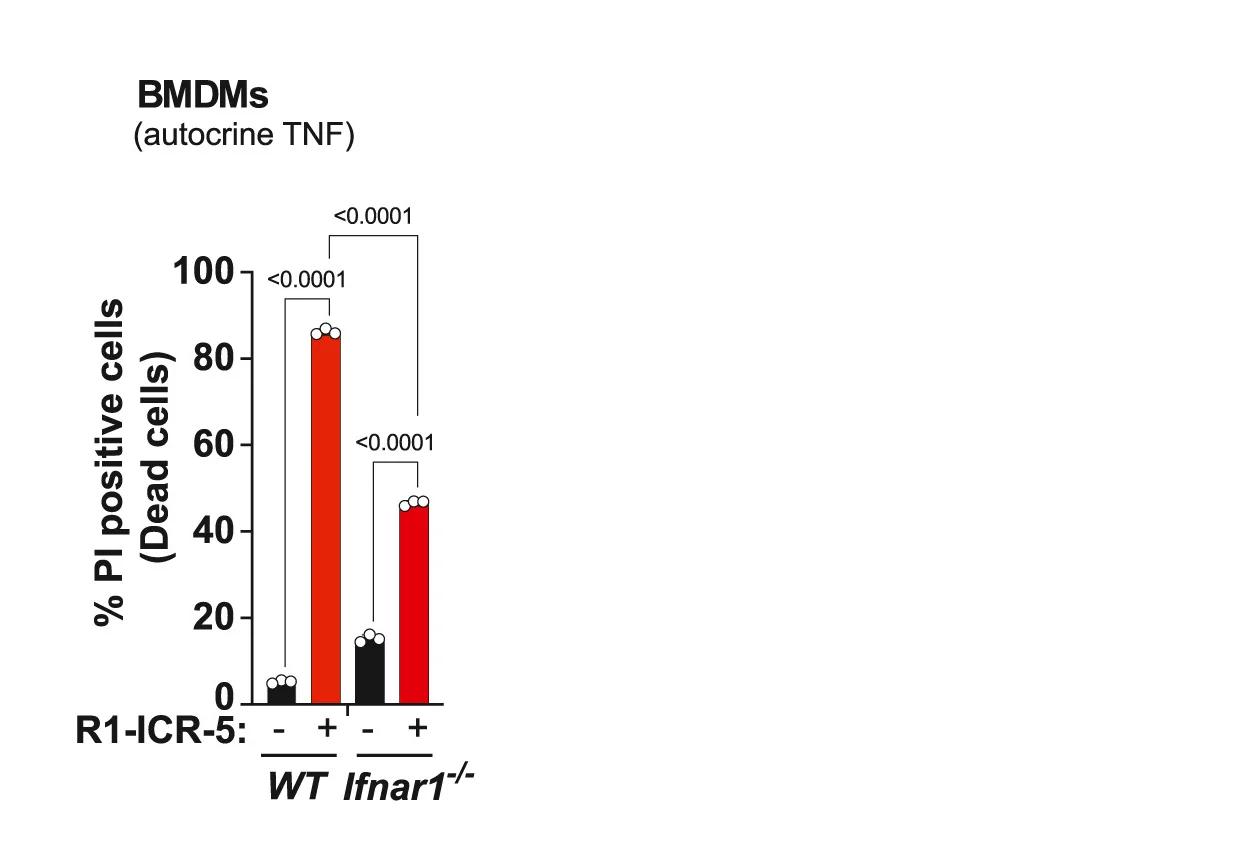 Open access visualization of Bar Plot, Error Bars, Propidium Iodide Positive BMDMs, R1-ICR-5, Cell Treatment