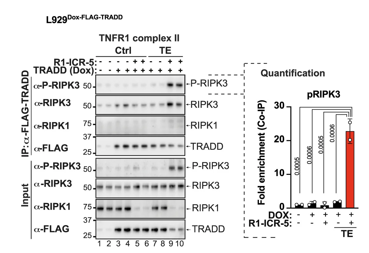 Open access visualization of Bar Plot, Gel, TNFR1 complex-II, L929Dox-FLAG-TRADDcells, DMSO