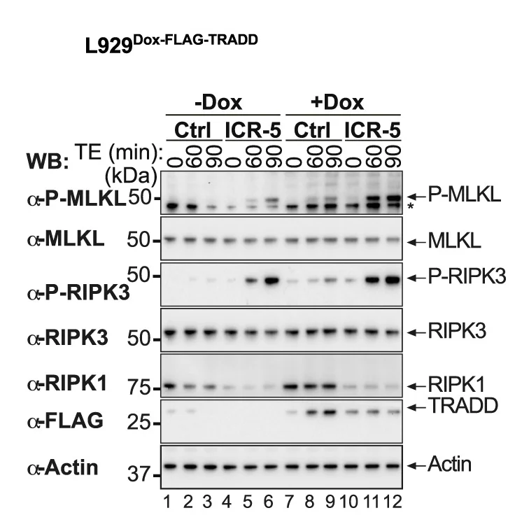 Open access visualization of Gel, Western Blot, L929Dox-FLAG-TRADDcells, DMSO, R1-ICR-5