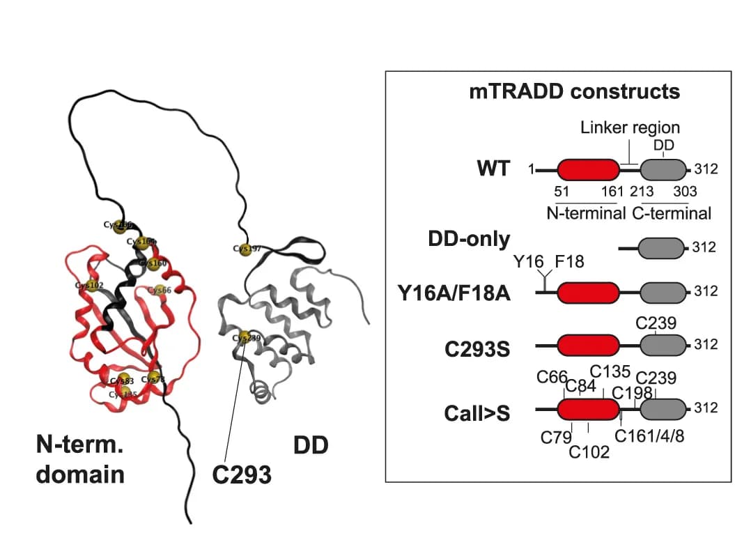Open access visualization of Protein Structure, Illustration, PI+cells, Ripk1constructs, DMSO