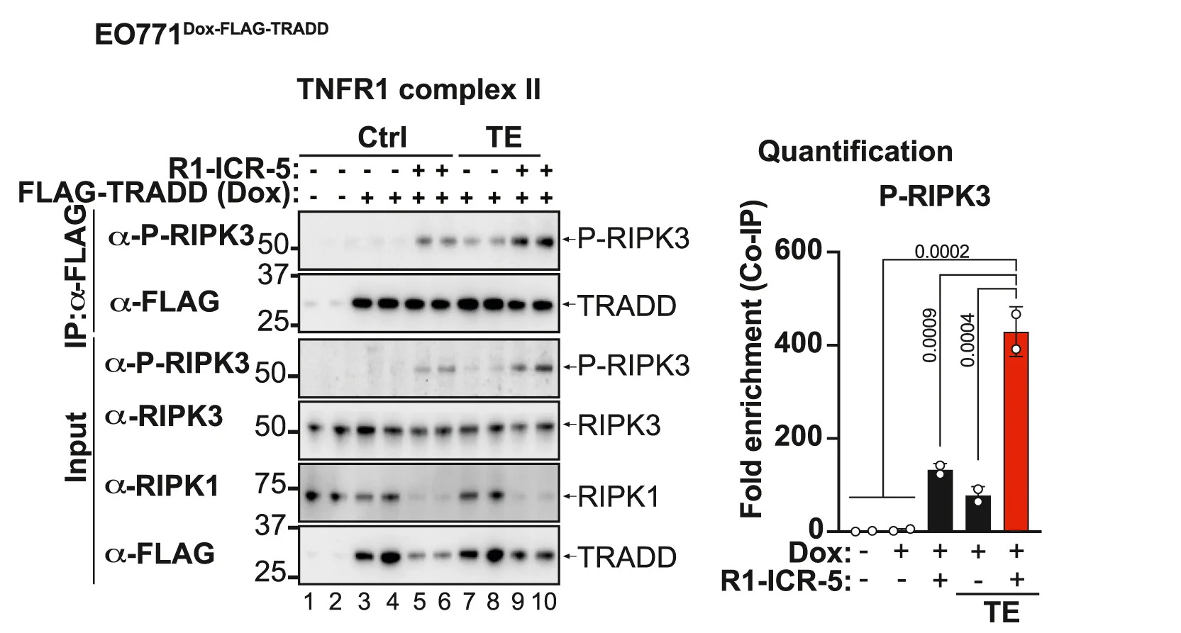 Open access visualization of Bar Plot, Gel, TNFR1 Complex-II, EO771Dox-FLAG-TRADD Cells, DMSO
