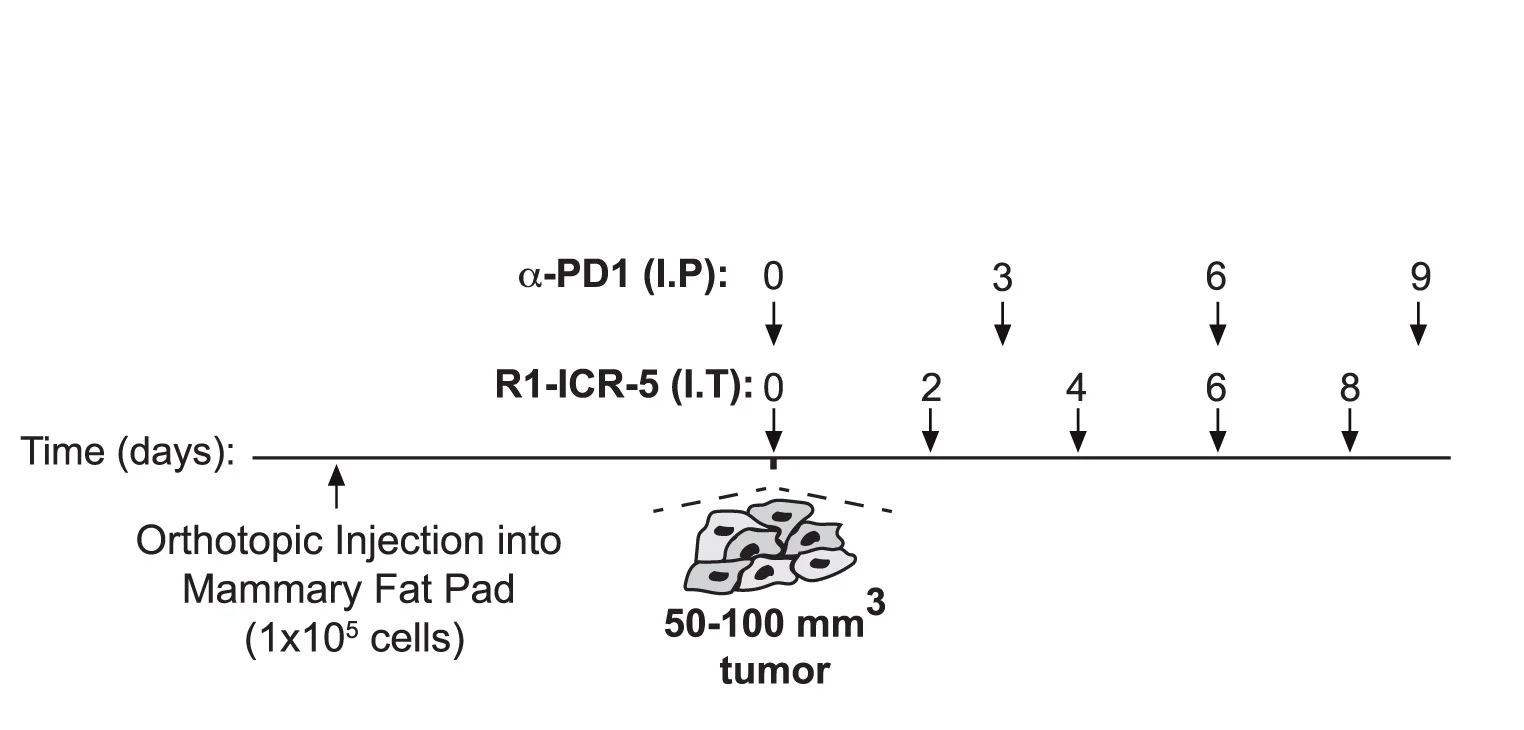 Open access visualization of Workflow, Illustration, Treatment Regimen, Tumor-Bearing Mice, Intraperitoneal Injection