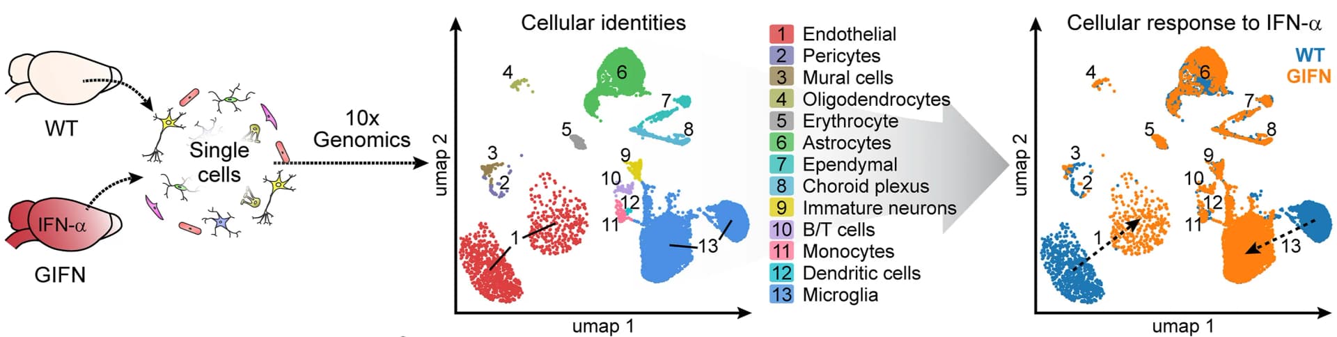 Open access visualization of Scatter Plot, UMAP, Workflow, Single-Cell RNA Sequencing, Forebrains