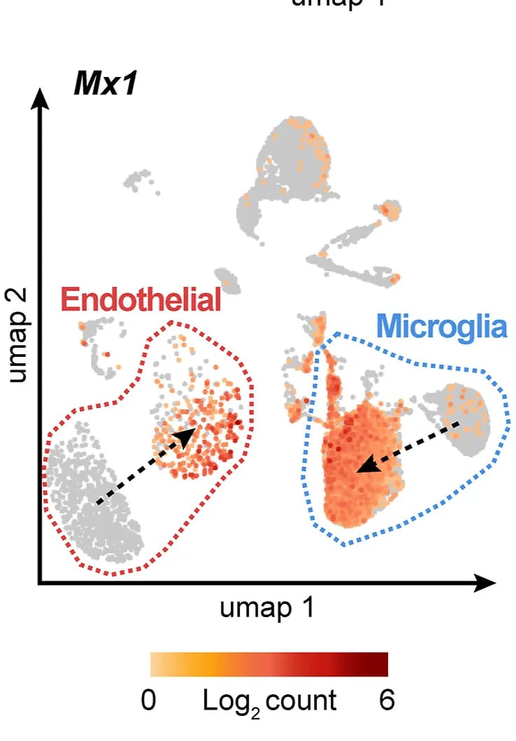 Open access visualization of Scatter Plot, UMAP, UMAP Plot, Mx1, Endothelial Cells