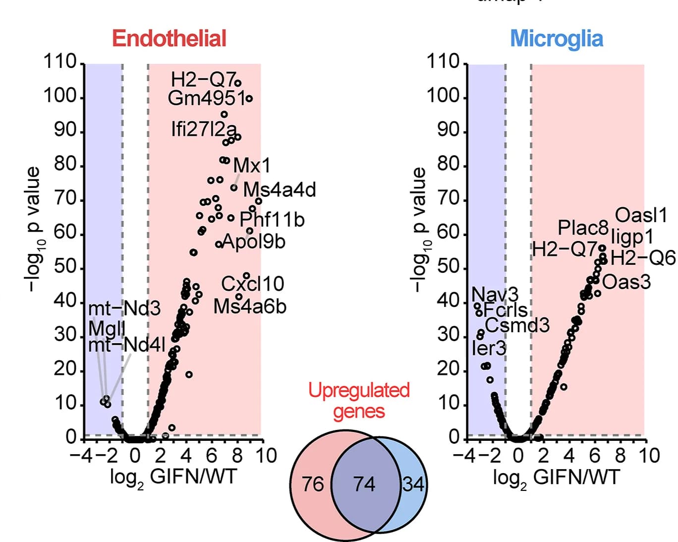 Open access visualization of Volcano Plot, Scatter Plot, Venn Diagram, Genes, Endothelial Cells