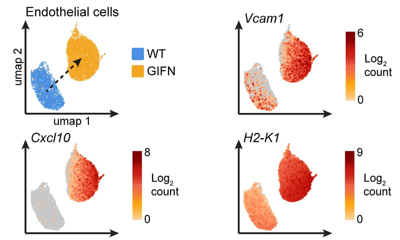 Open access visualization of UMAP, Scatter Plot, Endothelial Activation Markers, Chemokines, MHC Class I