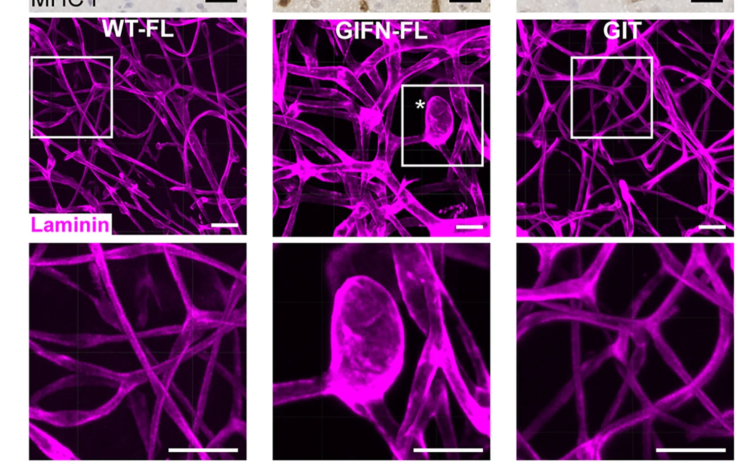 Open access visualization of Microscopy, Laminin, Cortex, Microvasculature, Capillaries