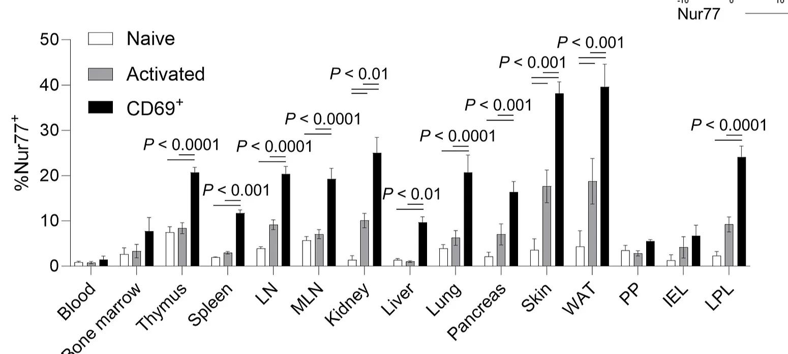 Open access visualization of Bar Plot, Clustered, Error Bars, Nur77 Expression, Tissues