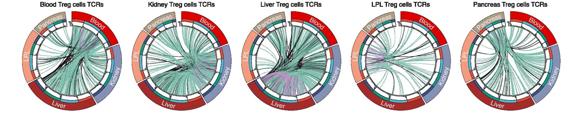Open access visualization of Chord, Foxp3Thy1.1 Mice, Anti-CD45 Antibody, Treg Cells, Blood