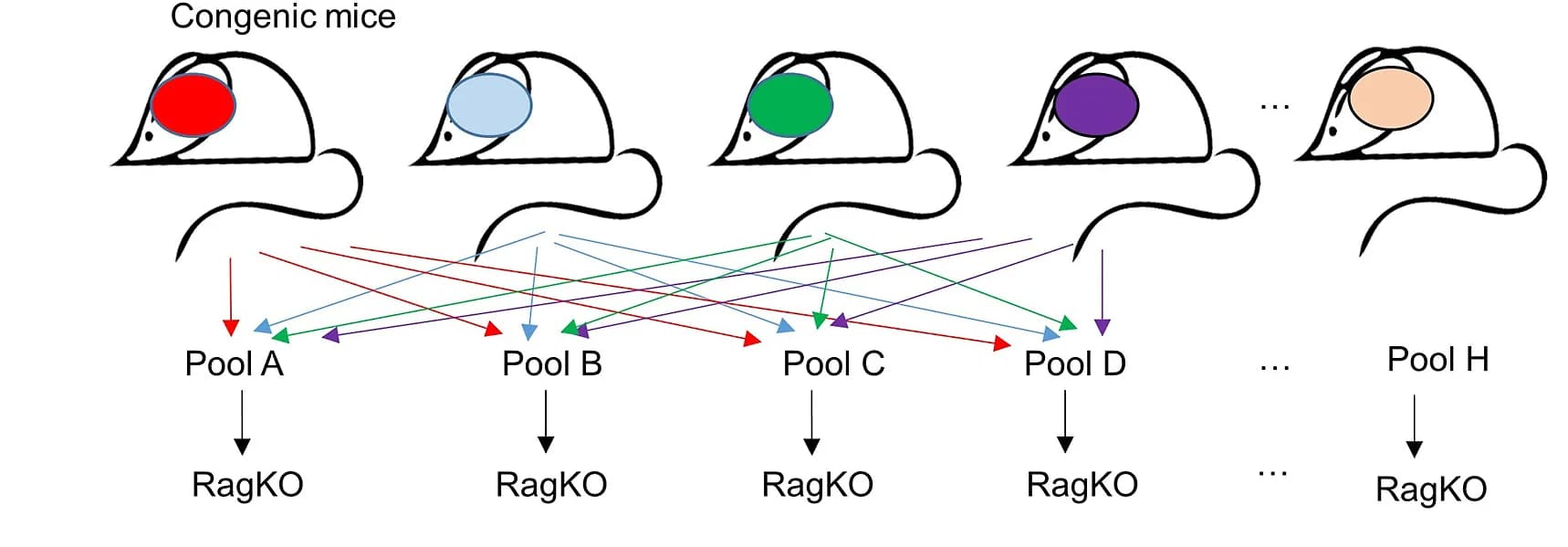 Open access visualization of Workflow, Flowchart, Illustration, Congenic-Labeled Pools, Lymphocytes
