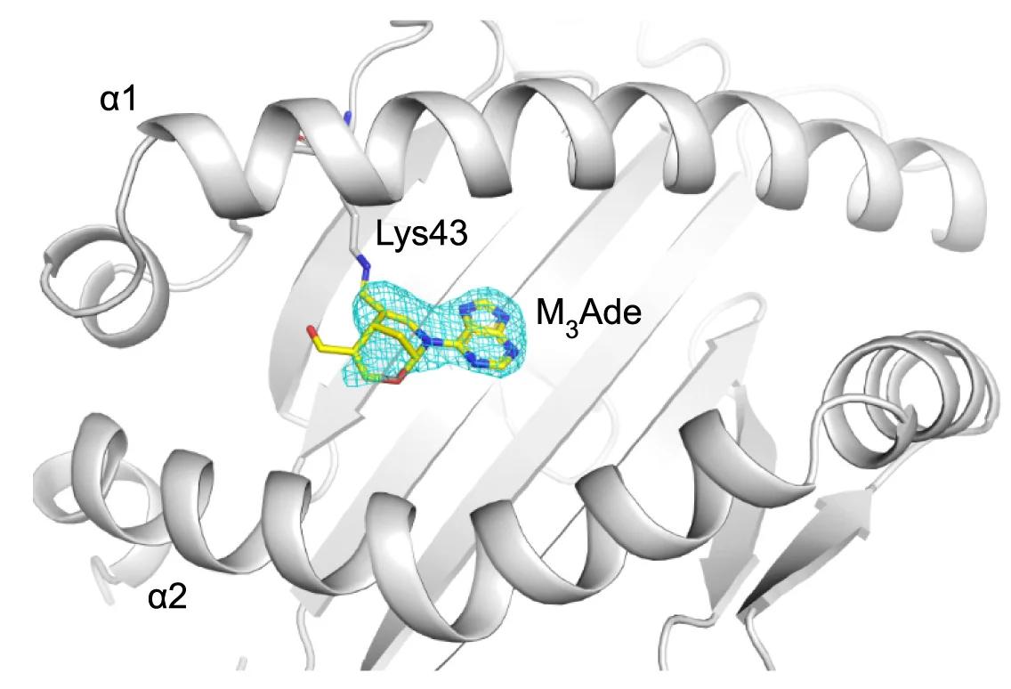 Open access visualization of Protein Structure, Chemical Structure, MR1, M3Ade, Lys43