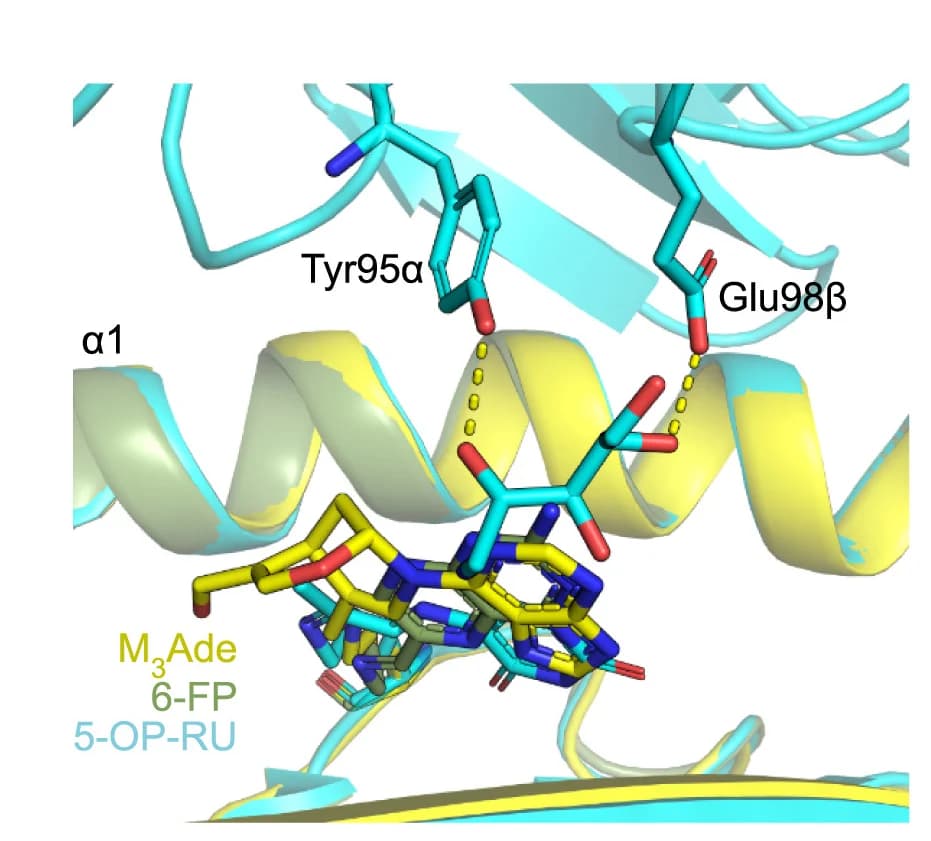 Open access visualization of Protein Structure, Chemical Structure, MAIT, C-A11 TCR, 5-OP-RU