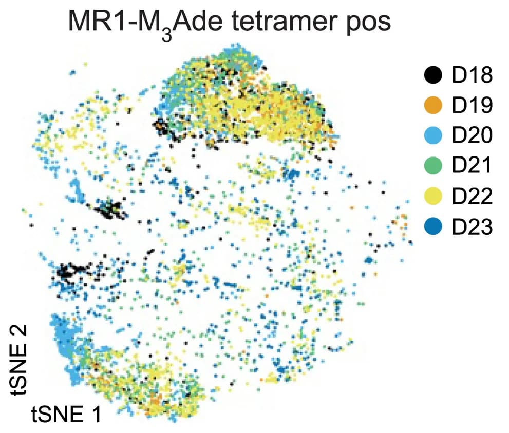 Open access visualization of Scatter Plot, UMAP, t-SNE, Transcriptome, MR1-M3Ade tetramer-positive CD3+ Cells