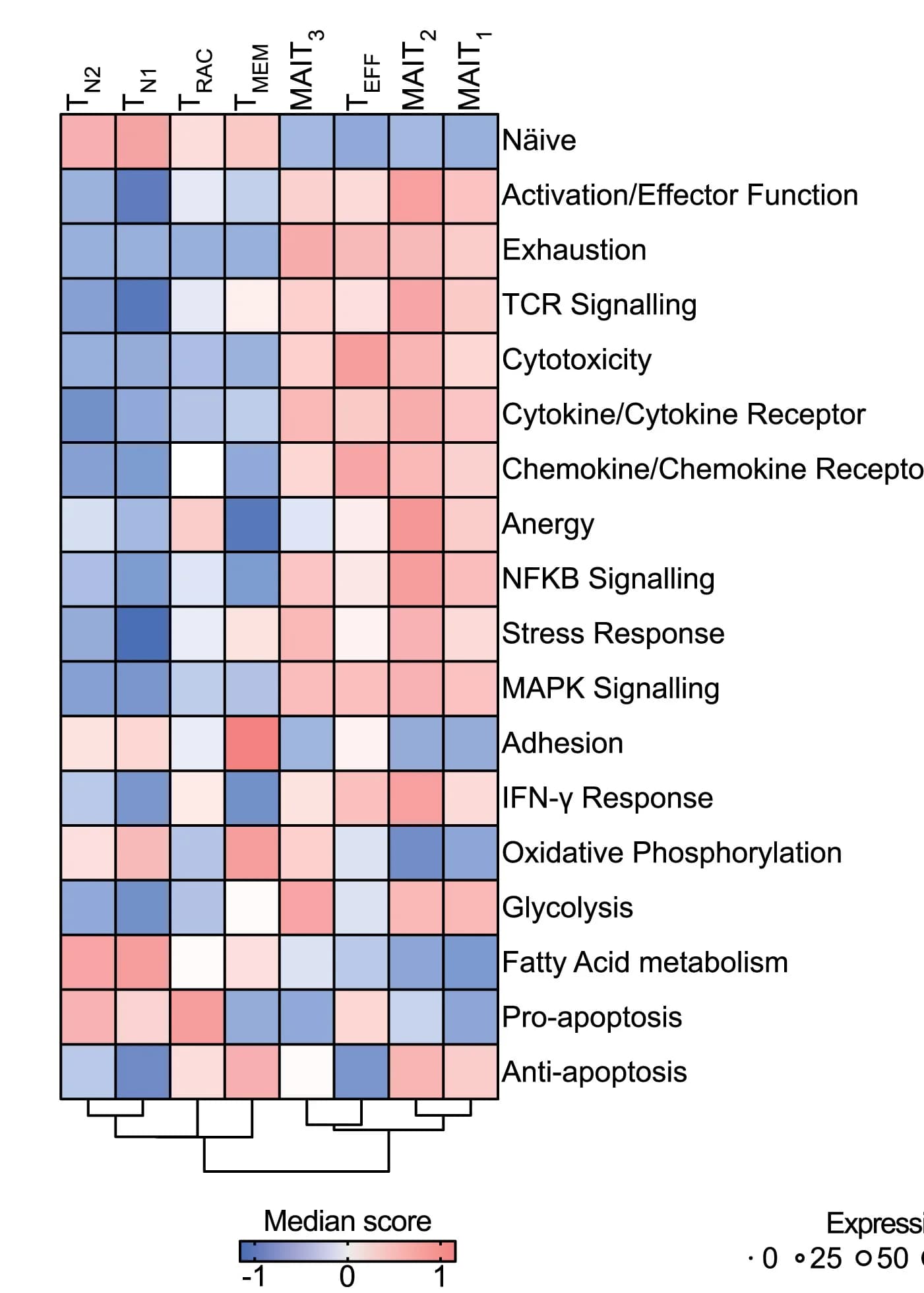 Open access visualization of Heatmap, Clustered, Gene Signatures, MR1-M3Ade tetramer+ Cells, Cluster