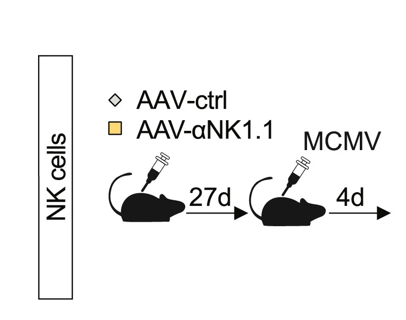 Open access visualization of Workflow, Illustration, AAV-αNK1.1, AAV-ctrl, Mice