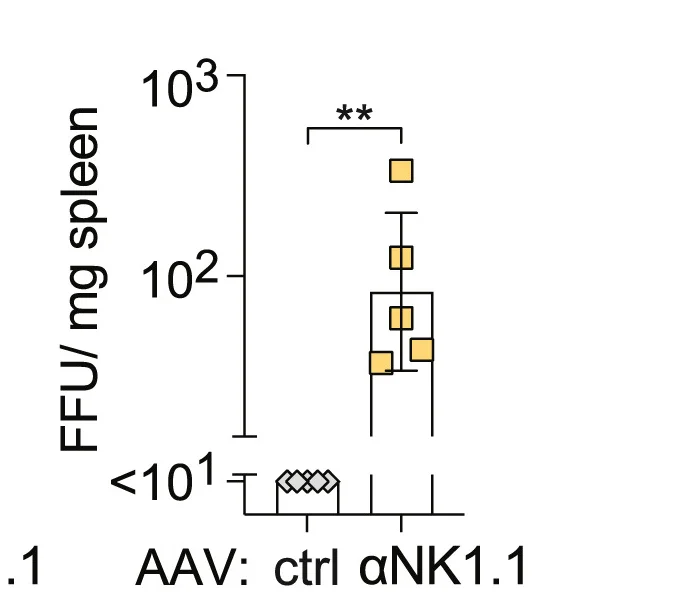 Open access visualization of Bar Plot, Error Bars, Viral Loads, Spleen, AAV Treatment