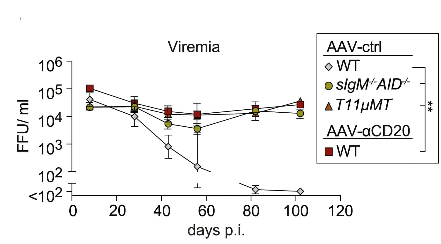 Open access visualization of Line Plot, Error Bars, Viremia, AAV-α20, T11μMT