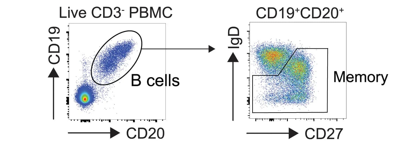 Open access visualization of Scatter Plot, Gating Strategy, Memory B Cells