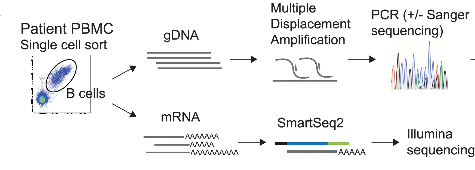 Open access visualization of Workflow, Scatter Plot, Line Plot, Genomic DNA, Immunoglobulin V(D)J mRNA