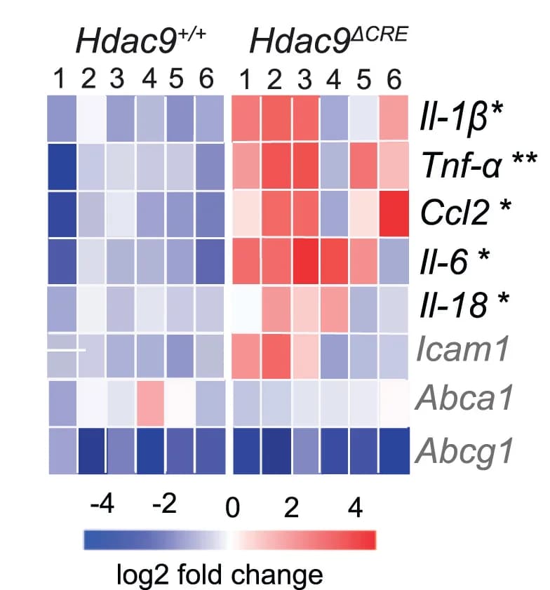 Open access visualization of Heatmap, Mice, mRNA Expression, Pro-Inflammatory Cytokines, Atherosclerotic Aortas