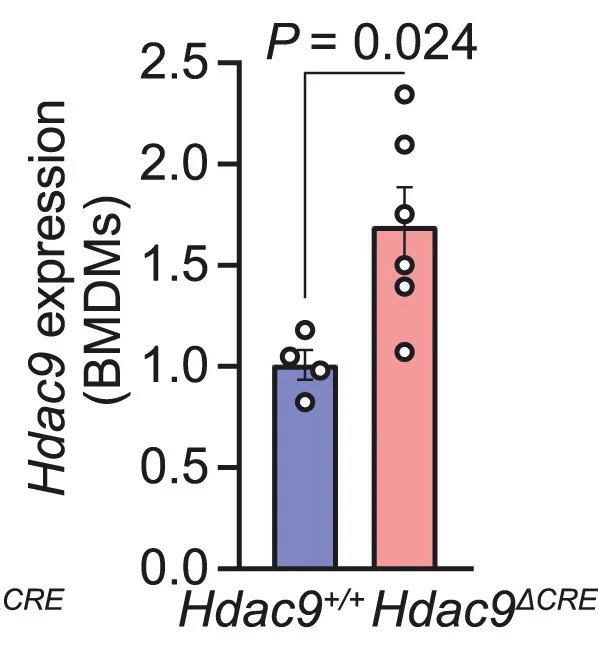 Open access visualization of Bar Plot, Error Bars, Gene Expression, BMDMs