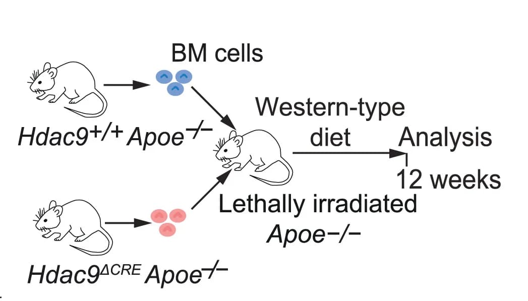 Open access visualization of Workflow, Illustration, Experimental Outline