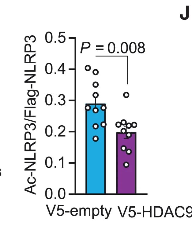 Open access visualization of Bar Plot, Error Bars, Scatter Plot, Acetylated NLRP3, Actin