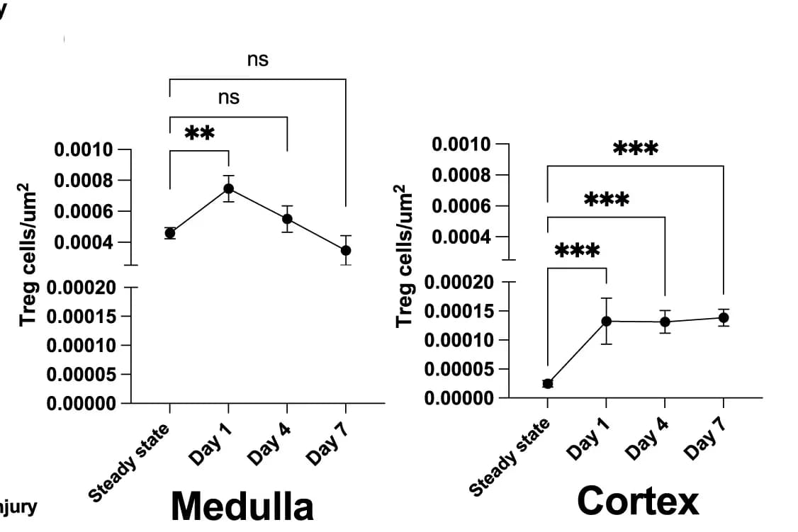 Open access visualization of Line Plot, Error Bars, Spatial Quantification, Treg Cells, Medullary Area