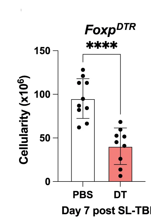 Open access visualization of Bar Plot, Error Bars, Cellularity, B6.Foxp3DTRthymi Mice, Regeneration
