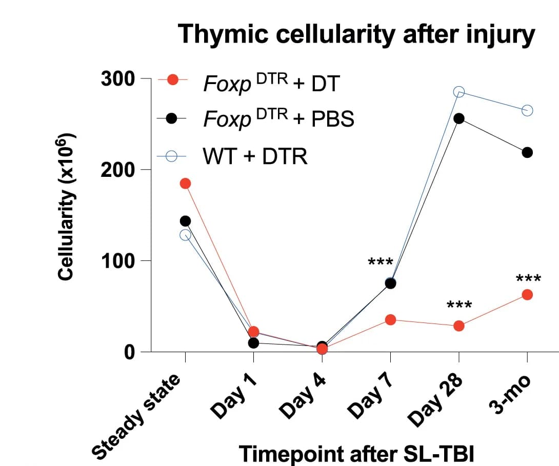 Open access visualization of Line Plot, Thymic Cellularity, B6.Foxp3DTR Mice, Treg Cell Depletion, Wild Type B6 Mice