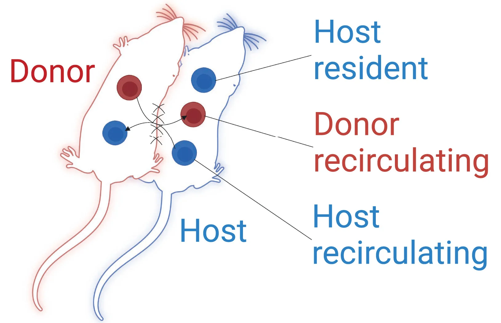 Open access visualization of Illustration, Parabiotic Rag2GFP Model, Donor Mouse, Recipient Mouse, Treg Cells