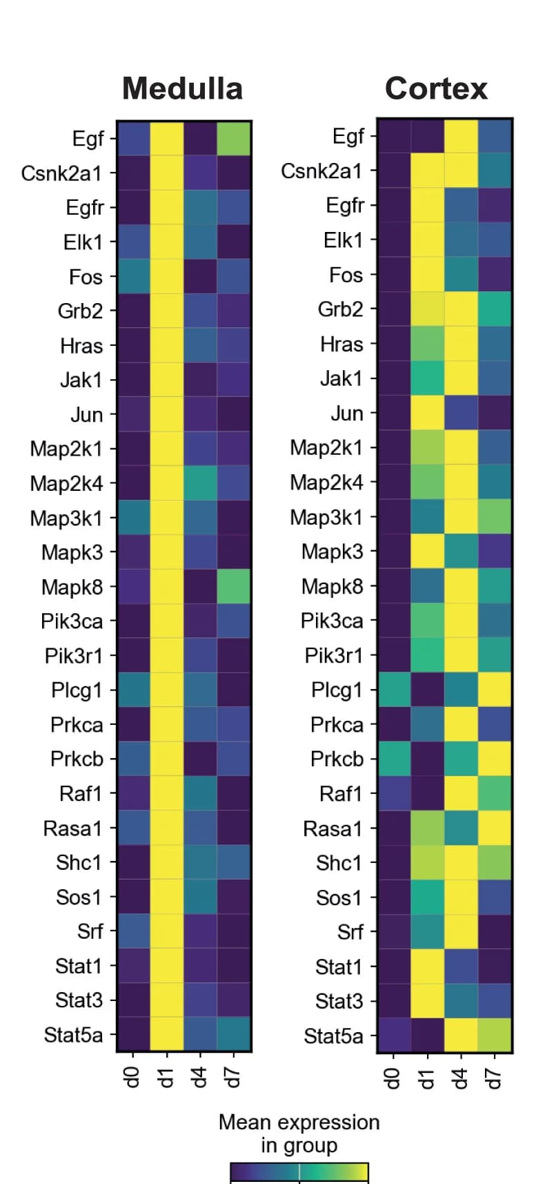 Open access visualization of Heatmap, Matrixplot, Genes, Epidermal Growth Factor Receptor Pathway, EGFR Pathway