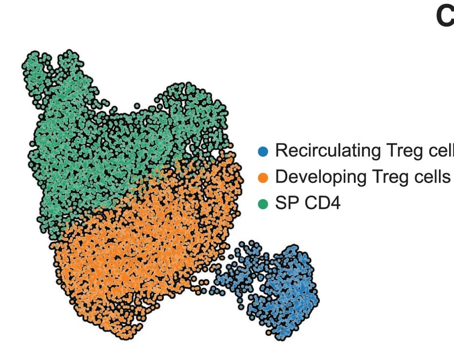Open access visualization of Scatter Plot, UMAP, Leiden Clustering, Cell Populations