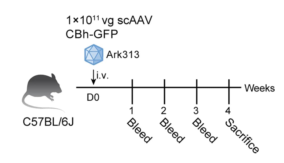 Open access visualization of Workflow, AAV Expression Decay, T Cells, Ark313, Peripheral Blood Leukocytes