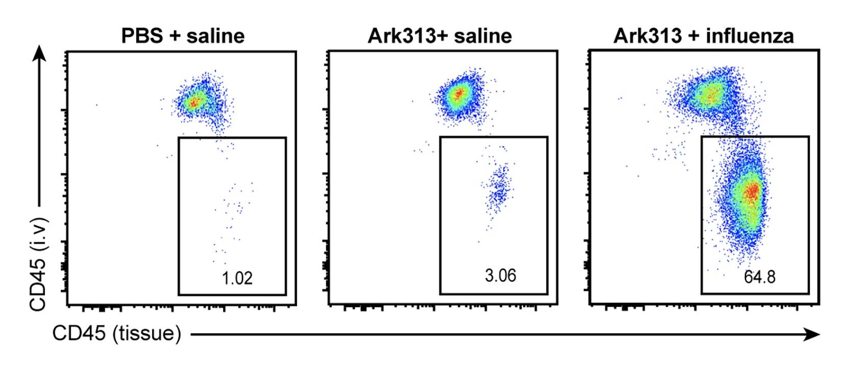 Open access visualization of Scatter Plot, Tissue-Resident CD45+ Cells, Flow Cytometry, Intravenous Labeling, Anti-CD45 Antibody