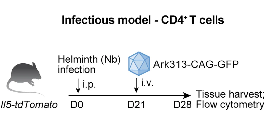 Open access visualization of Workflow, Ark313 Transduction, Helminth-Infected Mice, In Vivo, IL-5 tdTomato Reporter Mice