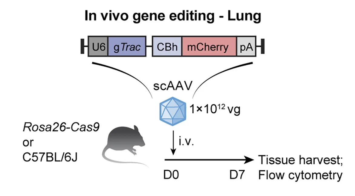 Open access visualization of Workflow, Flowchart, Illustration, Mouse Model, Gene Editing