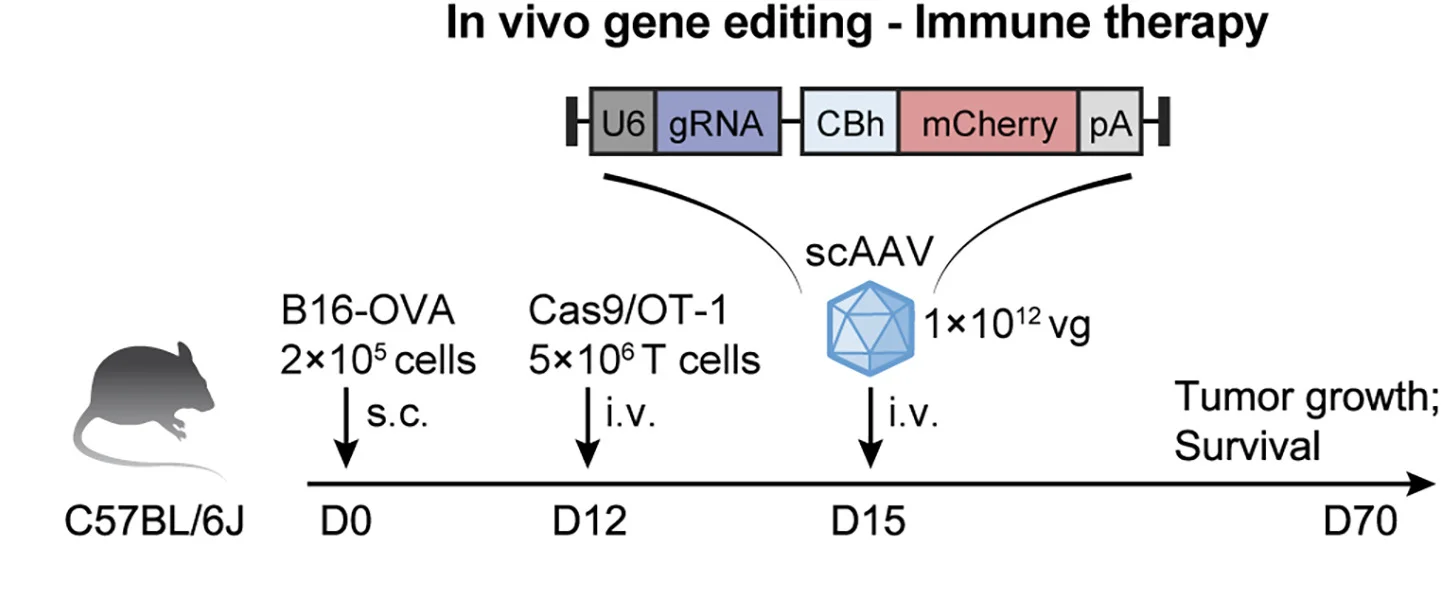 Open access visualization of Workflow, Illustration, Mouse Model, Gene Editing, Therapeutic T Cells