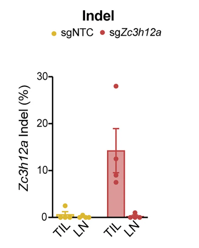 Open access visualization of Bar Plot, Error Bars, Scatter Plot, Indel Frequency, Zc3h12a
