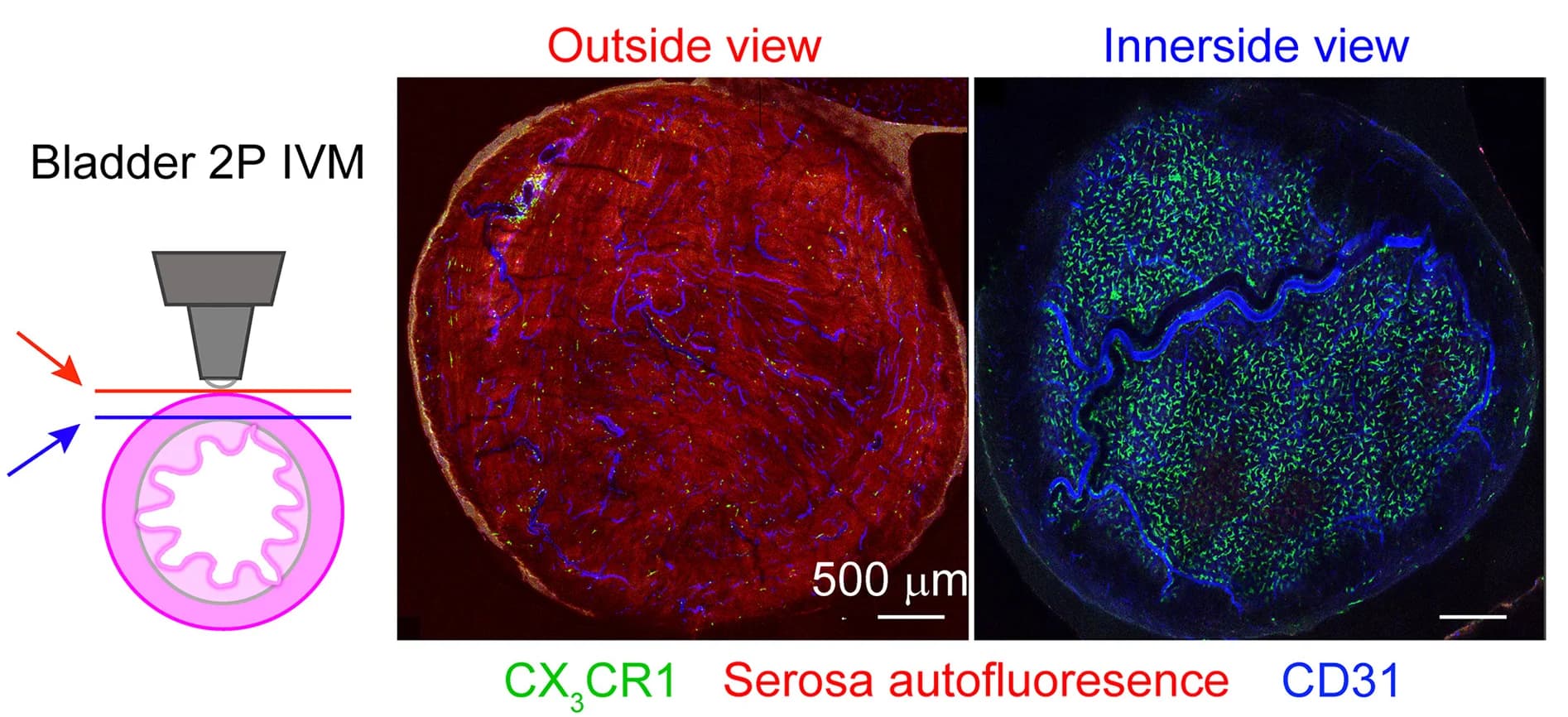 Open access visualization of Microscopy, Illustration, Two-Photon Intravital Microscopy, Bladder, Naive Mice