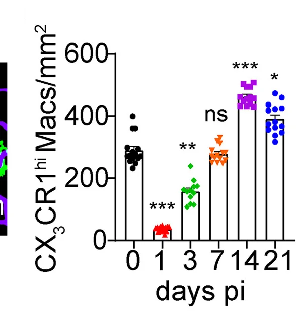 Open access visualization of Bar Plot, Error Bars, CX3CR1hi Macrophages, FOV, Vessel Associated