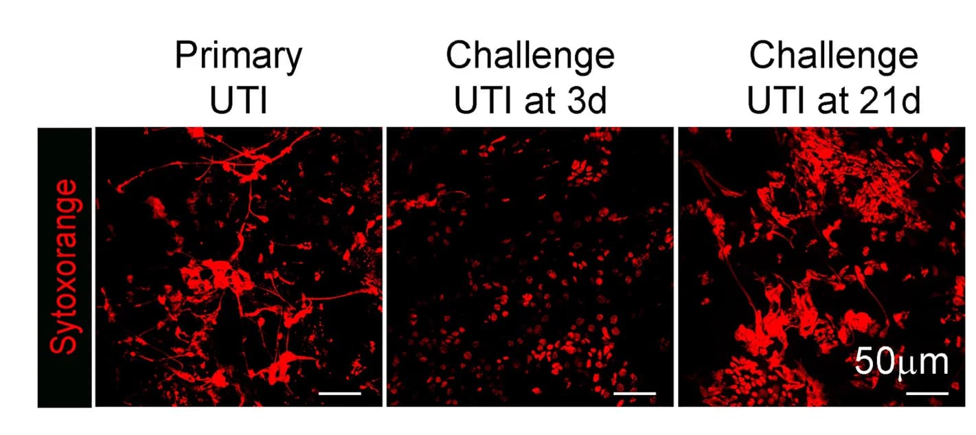 Open access visualization of Microscopy, Whole Mount, Stained Urothelium, Images