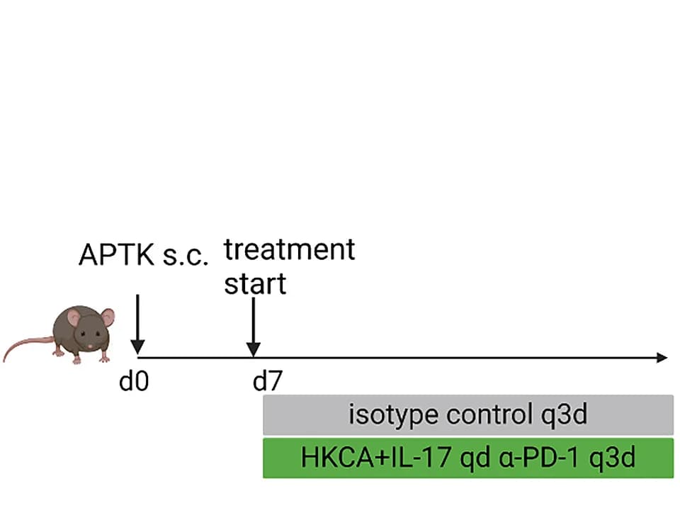 Open access visualization of Workflow, Experimental Setup, Mice, Organoids, Treatments