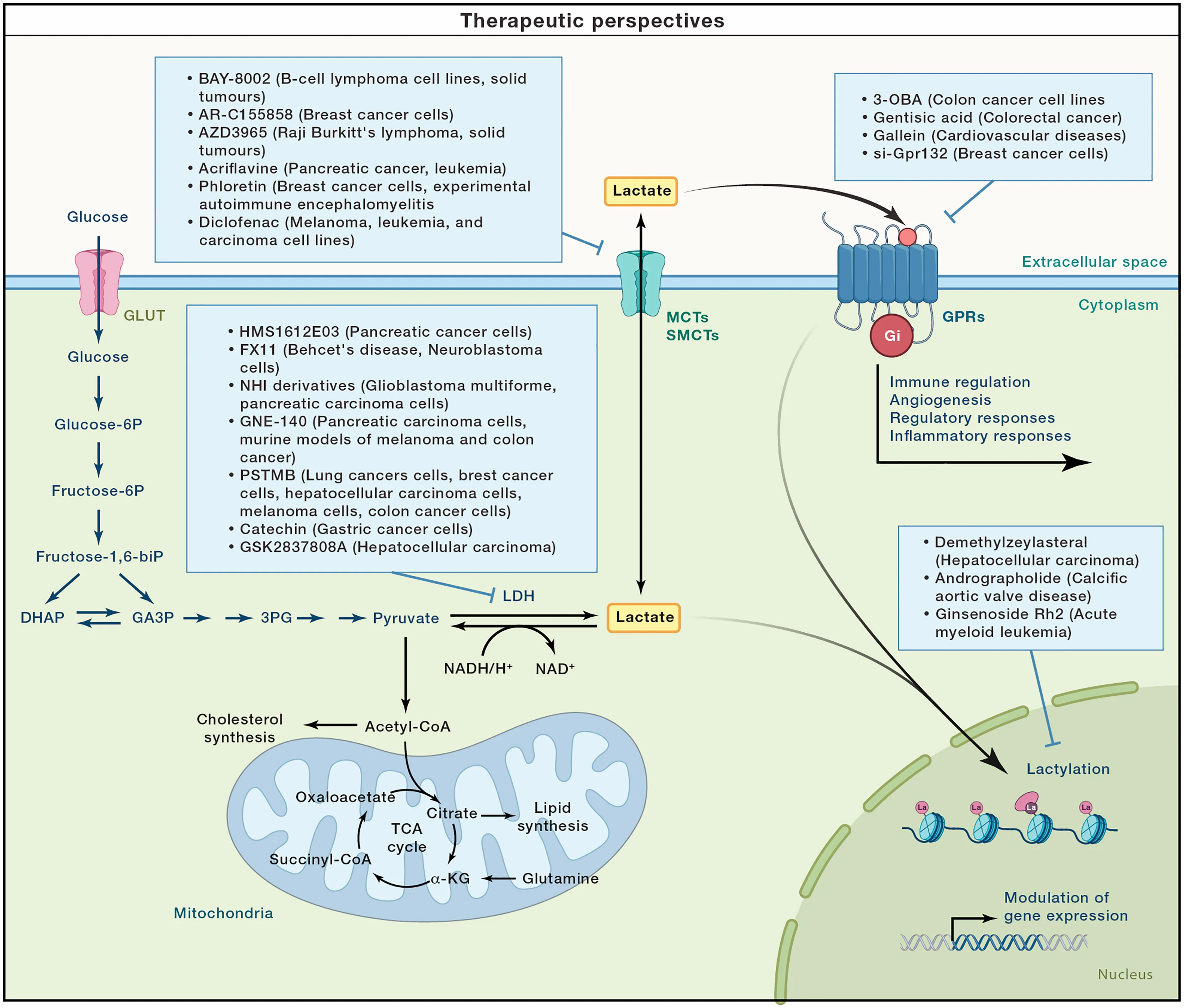 Open access visualization of Workflow, Flowchart, Lactate Signaling, Glycolysis, Lactylation
