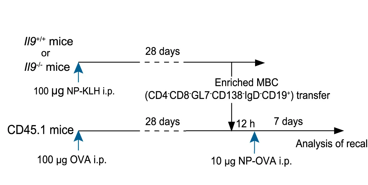 Open access visualization of Workflow, Flowchart, Recall Response, MBCs, NP-KLH