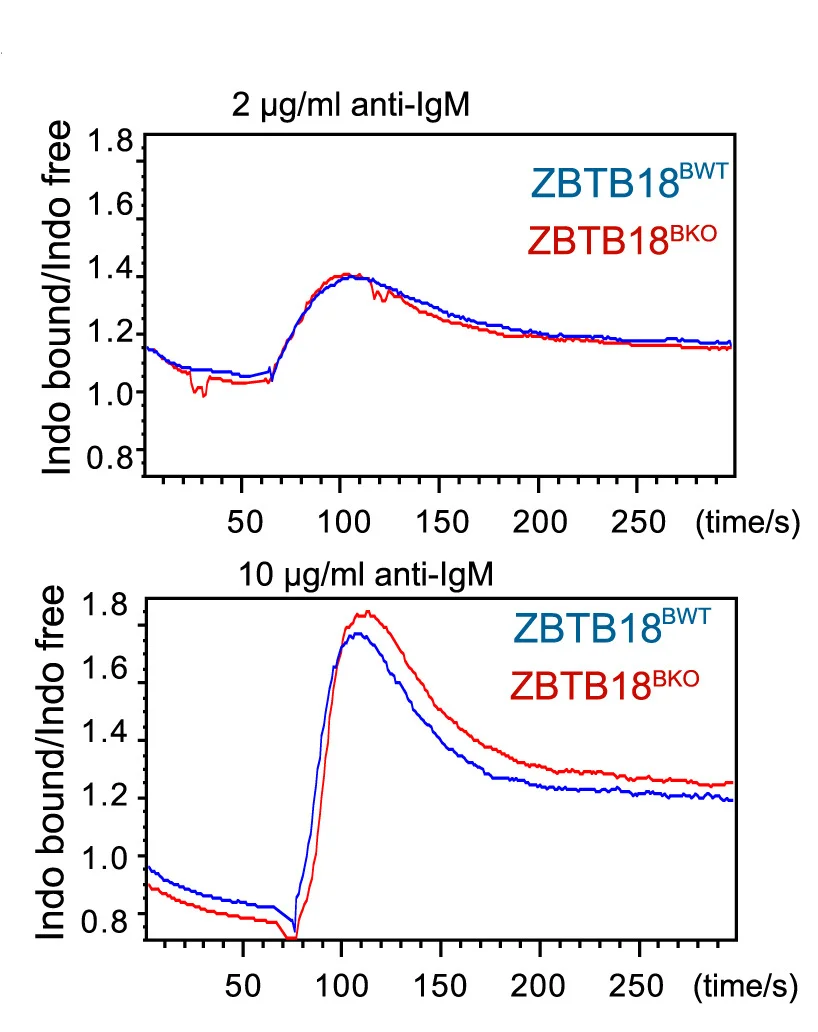 Open access visualization of Line Plot, Intracellular Calcium, Naive B Cells, Cd79acre/+ Mice, Cd79acre/+Zbtb18fl/fl Mice