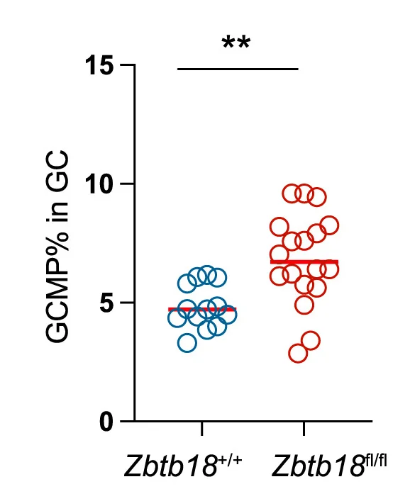Open access visualization of Scatter Plot, Primary Response, Aicda+/CreERT2;Zbtb18fl/fl;Rosa26-Ai14 Mice, Aicda+/CreERT2;Zbtb18+/+;Rosa26-Ai14 Mice, GCMP Cells