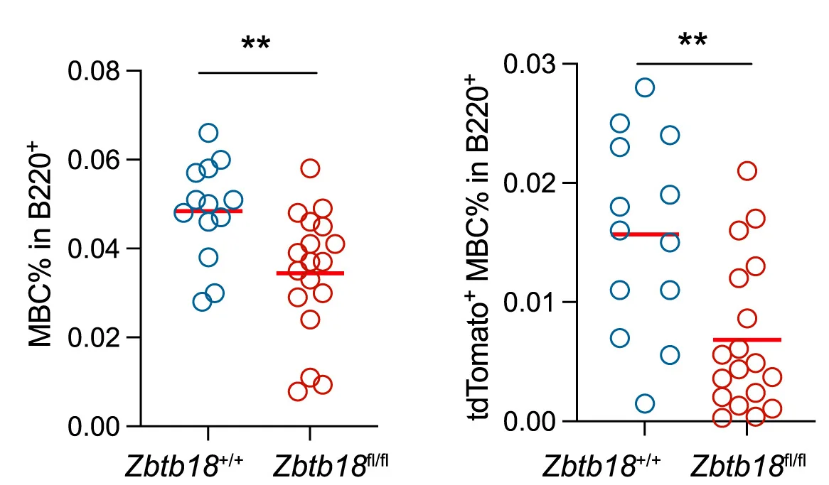 Open access visualization of Scatter Plot, Primary Response, Aicda+/CreERT2;Zbtb18fl/fl;Rosa26-Ai14 Mice, Aicda+/CreERT2;Zbtb18+/+;Rosa26-Ai14 Mice, Memory B Cells