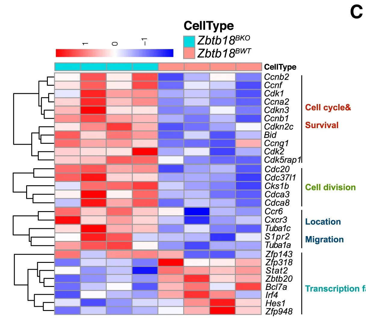 Open access visualization of Heatmap, Clustered, Clustered Heatmap, Differentially Expressed Genes