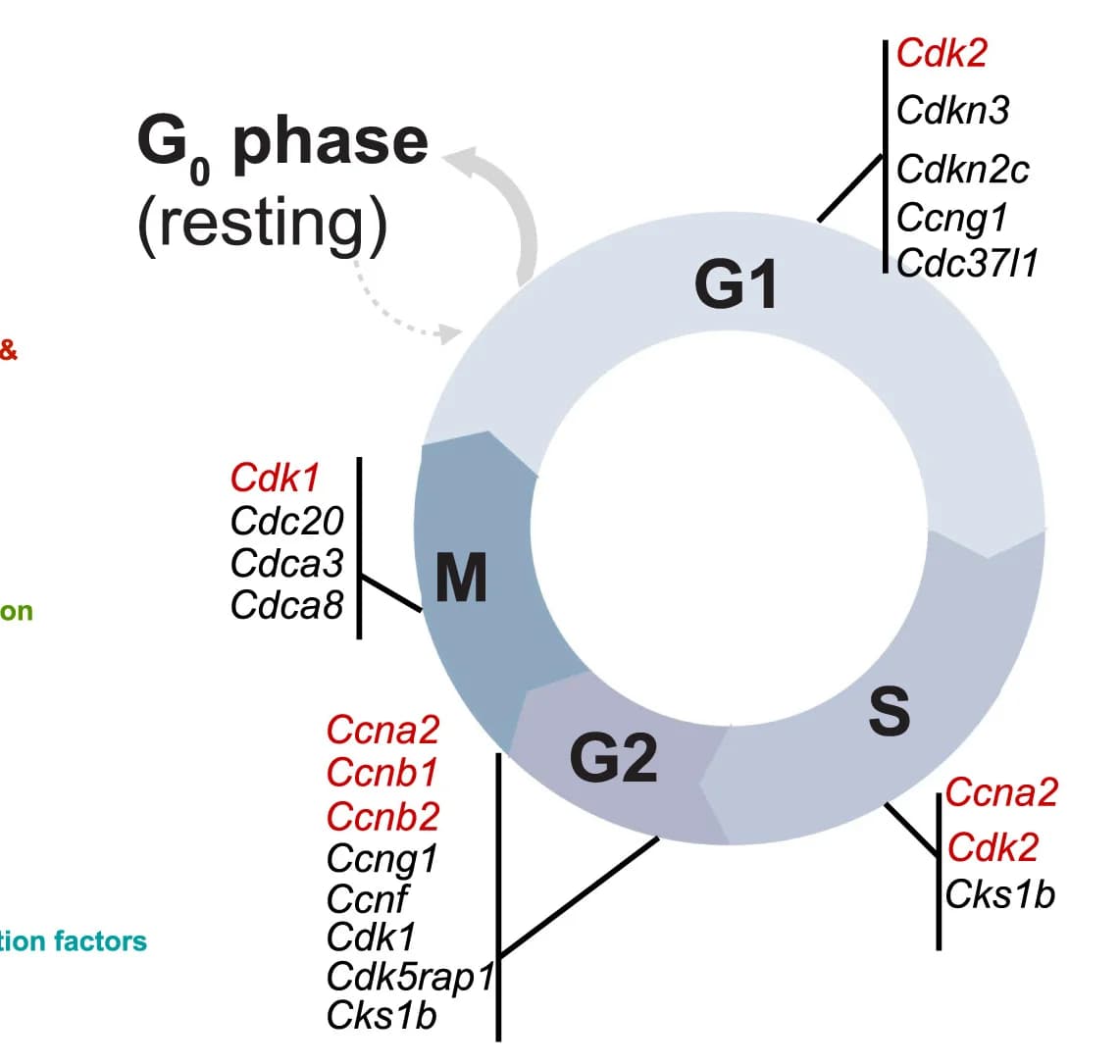 Open access visualization of Illustration, Workflow, Differentially Expressed Genes, Cell Cycle, Cell Division